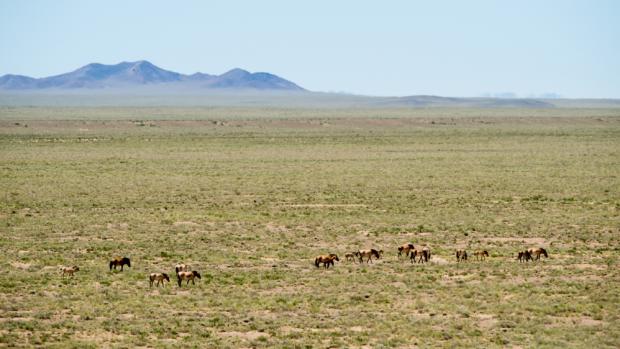 Přistání přímo ve stepi by výrazné ukrátilo dobu transportu koní Převalského. Foto: Petr Jan Juračka, Zoo Praha