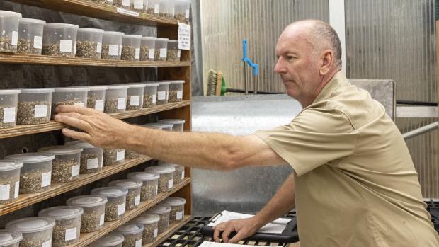 Melbourne Zoo invertebrate keeper Rohan Cleave in the zoo’s Lord Howe Island stick insect breeding facility. Photo: Jo Howell, Zoos Victoria