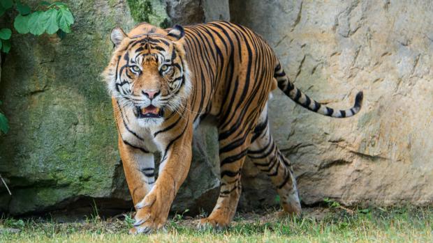 Суматранский тигр Ахиллес во время одного из первых посещений открытого вольера Павильона хищников и рептилий. Фото: Петр Гамерник, Пражский зоопарк 