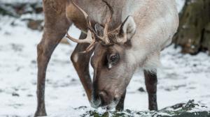 Foto: Petr Hamerník, Zoo Praha