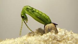 Líhnutí nymfy strašilky humří z vajíčka. Foto: Rohan Cleave, Zoos Victoria
