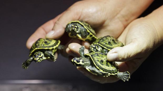 Foto: Tomáš Adamec, Zoo Praha