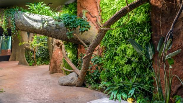 K atmosféře pralesa patří i padlé stromy. Foto: Petr Hamerník, Zoo Praha
