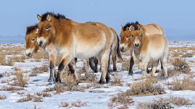 V harému hřebce Erkhese je i klisna Anežka a její jedenáctiměsíční dcera. Foto: Ganbaatar Oyunsaikhan