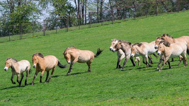Foto: Petr Hamerník, Zoo Praha