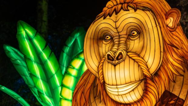 Pohled do tváře lampionového orangutana. Foto Oliver Le Que, Zoo Praha