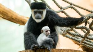 The baby guereza can be seen during the zoo’s opening hours. Visitors are most likely to spot it on the tummy or lap of its mother Lebamba or ‘aunt’ Nyianga. Photo by Petr Hamerník, Prague Zoo