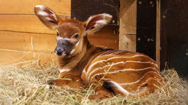 Пестрая каштановая шерсть с белыми полосками и пятнами помогает горным бонго прятаться в густом подлеске. Новорожденный детеныш самки Райли. Фото: Мирослав Бобек, Пражский зоопарк