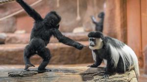 Soužití goril a gueréz probíhá díky dostatku prostoru a povaze obou druhů naprosto bezproblémově. Pro guerézy a mladší členy gorilí skupiny je navíc vzájemné pošťuchování výtečným enrichmentem. Foto: Petr Hamerník, Zoo Praha