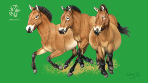 Pohlednici zdobí oficiální vizuál letošního transportu od českého přírodovědce a ilustrátora Jana Dungela. Zdroj: Zoo Praha