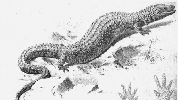 Litografie z původní práce Rakušana Franze Steindachera, v níž roku 1878 podle muzejního exempláře popsal varanovce bornejského.