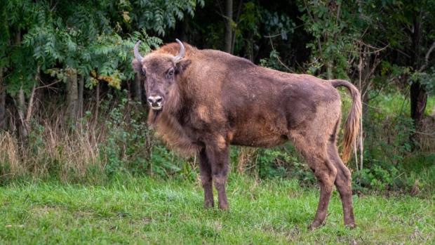 Dvouletá chovná samice Omega (na snímku) se ve výběhu zabydlela už v září.  Foto Oliver Le Que, Zoo Praha