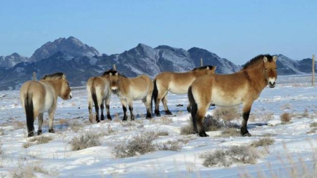 Klisny Jácint, Barca, Lotusz a Spange (zleva) přečkaly první zimu bez velkých potíží, všechny se nádherně vybarvily. Hřebec Mogoi, který se ke klisnám připojil ještě v ohradě, si je ostražitě hlídá. Foto: Ganbaatar