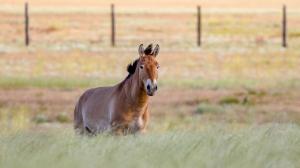 Zorro v aklimatizační ohradě v Alibi minulý pátek ráno. Foto: Miroslav Bobek, Zoo Praha