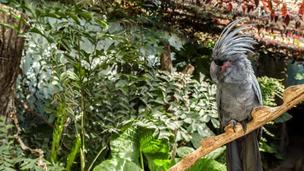 Photo: Petr Hamerník, Prague Zoo