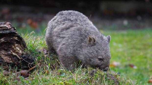 Vombat obecný Cooper ze Zoo Hannover, foto: Miroslav Bobek, Zoo Praha