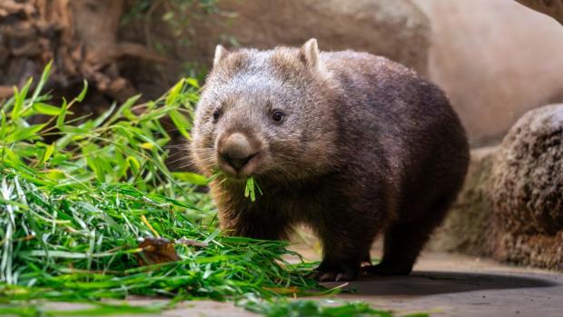 Samici vombata obecného Winkleigh spatří návštěvníci v sobotu ve 14 hodin během komentovaného krmení v Darwinově kráteru. Pozornému oku neujde mírně prověšený vak, který ukrývá mládě. Foto Oliver Le Que, Zoo Praha
