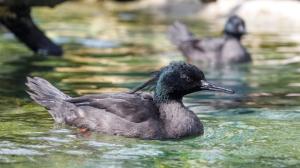 In 2024, Prague Zoo became the only zoo outside Brazil to exhibit the critically endangered Brazilian merganser to visitors. Photo: Miroslav Bobek, Prague Zoo