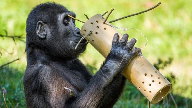 Ajabu (na snímku tříletý) s enrichmentem. Foto: Petr Hamerník, Zoo Praha