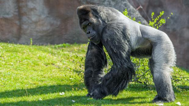 Photo: Petr Hamerník, Prague Zoo