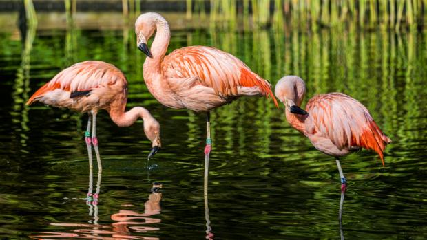 Photo: Petr Hamerník, Prague Zoo