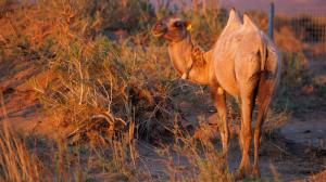A female wild camel in the orange light of the sunrise. Photo: Miroslav Bobek, Prague Zoo 