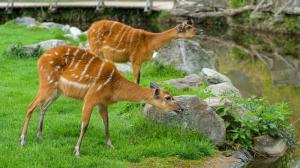 Sitatungy západoafrické, foto: Petr Hamerník, Zoo Praha