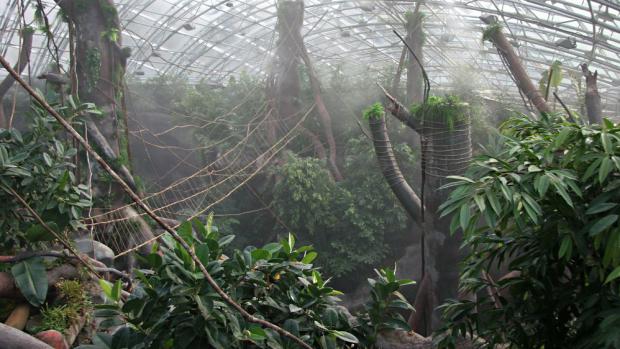 Джунгли Индонезии