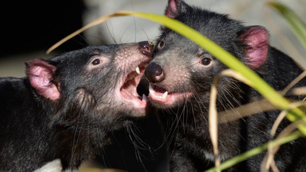 Photo: Petr Hamerník, Prague Zoo