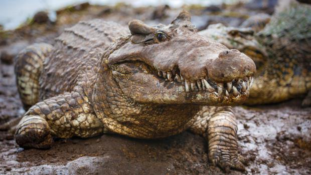 Krokodýl kubánský ve své domovině. Foto: Miroslav Bobek, Zoo Praha