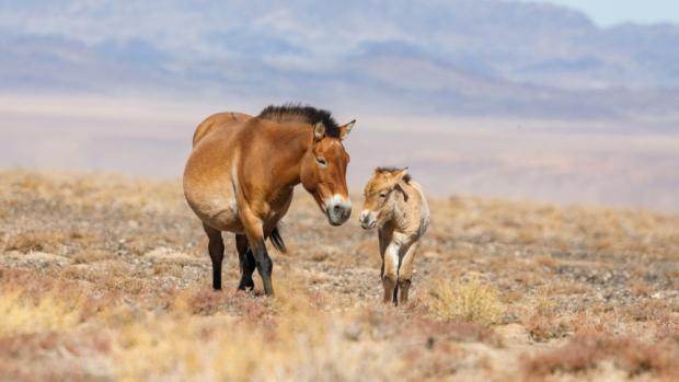 Zajištění genetické diverzity je pro záchranu ohrožených druhů klíčové. Uchování životaschopného biologického materiálu bude důležité mimo jiné pro efektivní reintrodukci koně Převalského do stepí a pouští Střední Asie. Foto Miroslav Bobek, Zoo Praha
