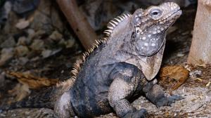 Foto: Vladimír Motyčka, Zoo Praha