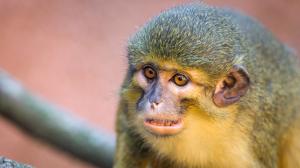 Samec talapoina severního Šklíba v novém pavilonu goril. Foto: Petr Hamerník, Zoo Praha