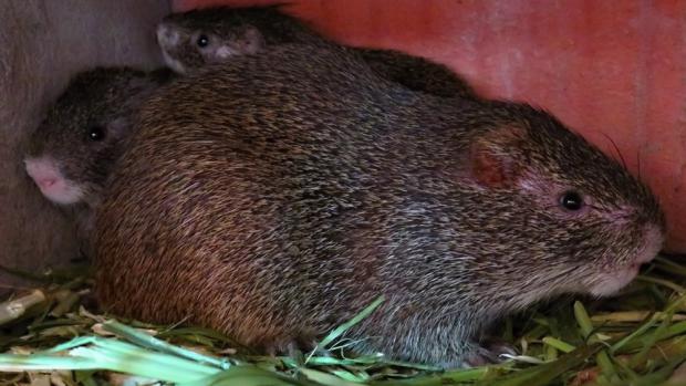 Řekomyši se rozmnožují v lidské péči, foto: Lucie Vejmelková, Zoo Praha