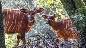 Samice bonga horského s mládětem v oboře spravované Mount Kenya Wildlife Conservancy. Foto: Miroslav Bobek, Zoo Praha