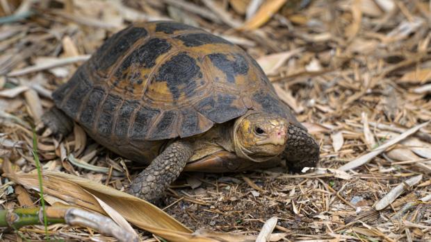 Želva Forstenova, foto: Petr Hamerník, Zoo Praha