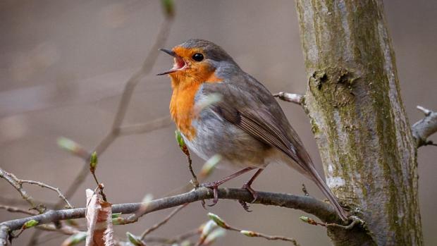 Červenka, foto: Miroslav Bobek, Zoo Praha