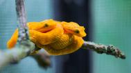 The yellow eyelash viper snakelets are easy to spot in their enclosure. Photo: Petr Hamerník, Prague Zoo