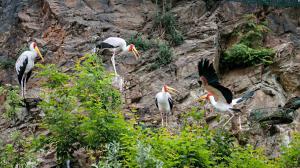 Вольеры под скалой