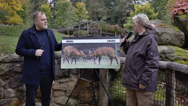 The “big-eared” calves were named Eburu and Meru. Pictured here, from left, youtuber Jakub Steklý alias Stejk and keeper Lucie Křížová. Photo Václav Šilha, Prague Zoo 