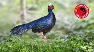 The critically endangered Vietnam pheasant is one of the flagship species of the Vietnamazing campaign. Photo: Václav Šilha, Prague Zoo