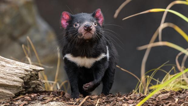 Hlavními hvězdami Darwinova kráteru jsou ďáblové medvědovití a vombati. Foto: Petr Hamerník, Zoo Praha