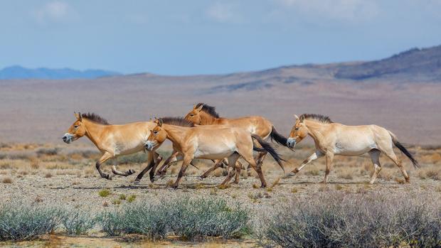 Volně žijící koně Převalského v Přísně chráněné oblasti Velká Gobi B. Foto: Miroslav Bobek, Zoo Praha