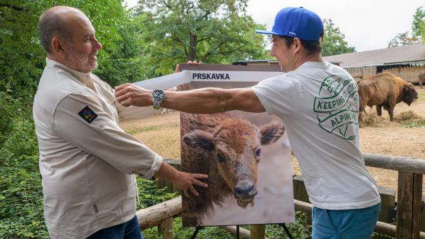 Открытие имени самого молодого пополнения стада зубров в Пражском зоопарке было проведено совместно директором Пражского зоопарка Мирославом Бобеком и гребцом в водном слаломе Иржи Прскавцем-младшим. Фото: Петр Гамерник, Пражский зоопарк 