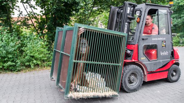 Pagy je zpět ve staronovém domově. Foto: Petr Hamerník, Zoo Praha