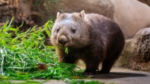 Samici vombata obecného Winkleigh spatří návštěvníci v sobotu ve 14 hodin během komentovaného krmení v Darwinově kráteru. Pozornému oku neujde mírně prověšený vak, který ukrývá mládě. Foto Oliver Le Que, Zoo Praha