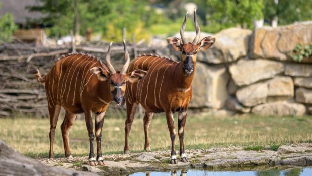 Bongo horský, foto: Petr Hamerník, Zoo Praha