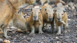 In Latin, the capybara is known as the “water pig.” Photo by Petr Hamerník, Prague Zoo