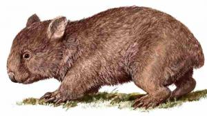 Common wombat. Illustration: Pavel Procházka