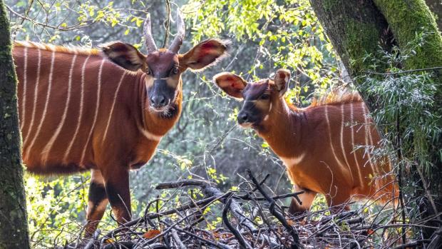 Samice bonga horského s mládětem v oboře spravované Mount Kenya Wildlife Conservancy. Foto: Miroslav Bobek, Zoo Praha